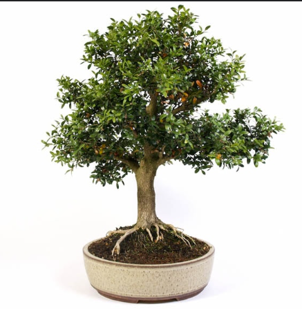 Boxwood Bonsai (Buxus harlandii)